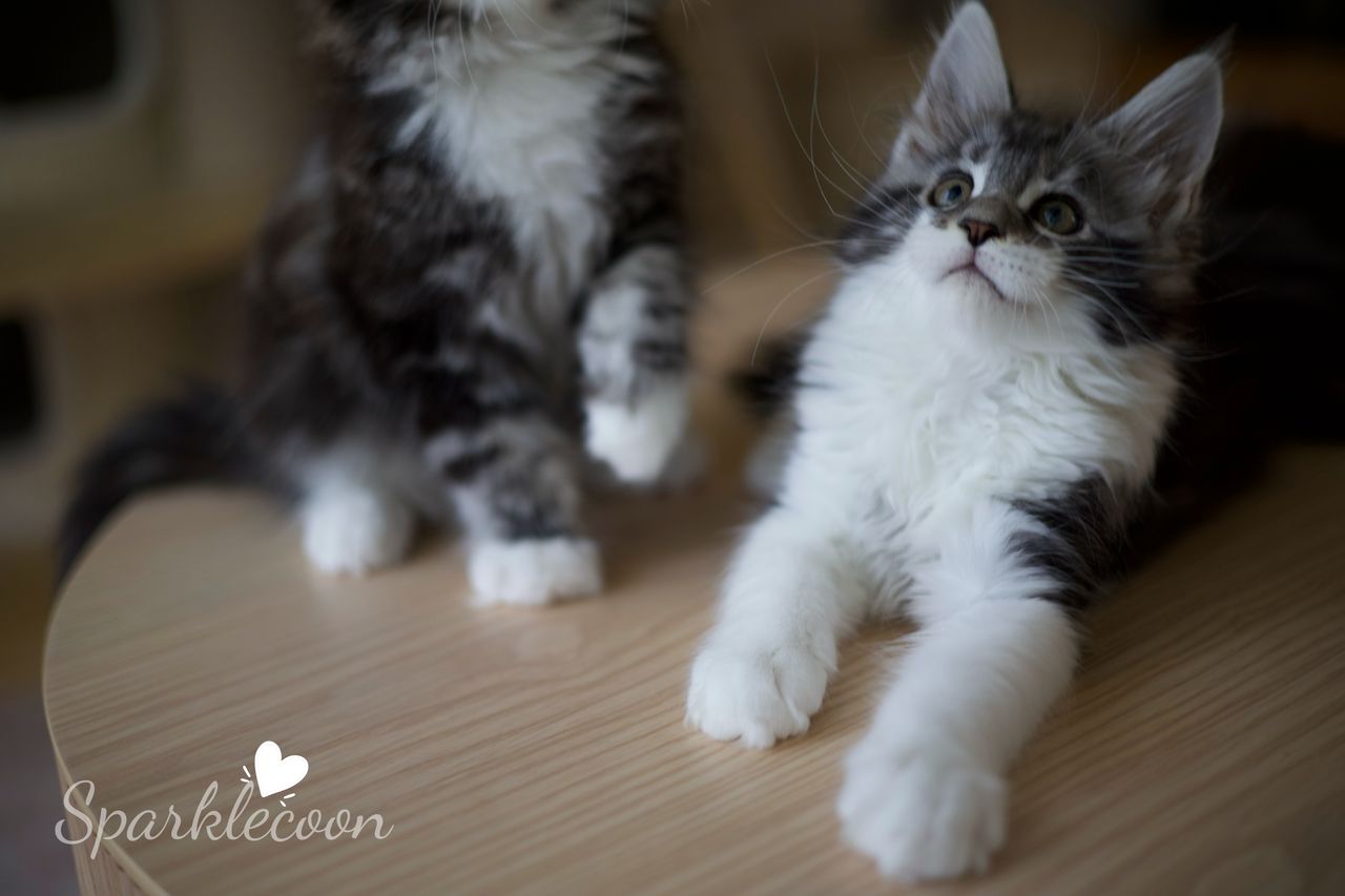 Eighth Born - Black Silver Classic Tabby with White - litter truffle 2025 07 03 eighth born 9 — Maine Coon