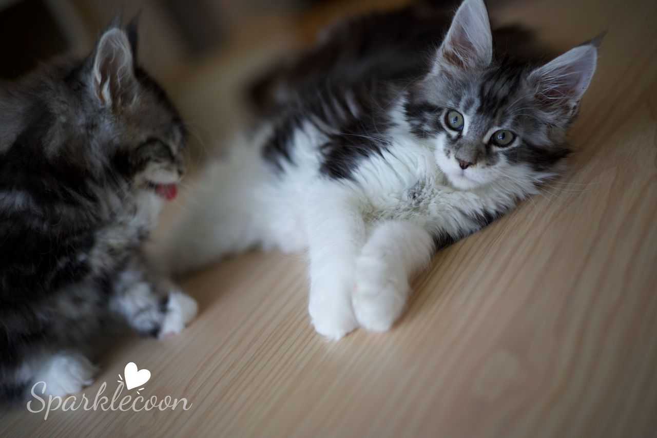 Eighth Born - Black Silver Classic Tabby with White - litter truffle 2025 07 03 eighth born cover image — Maine Coon