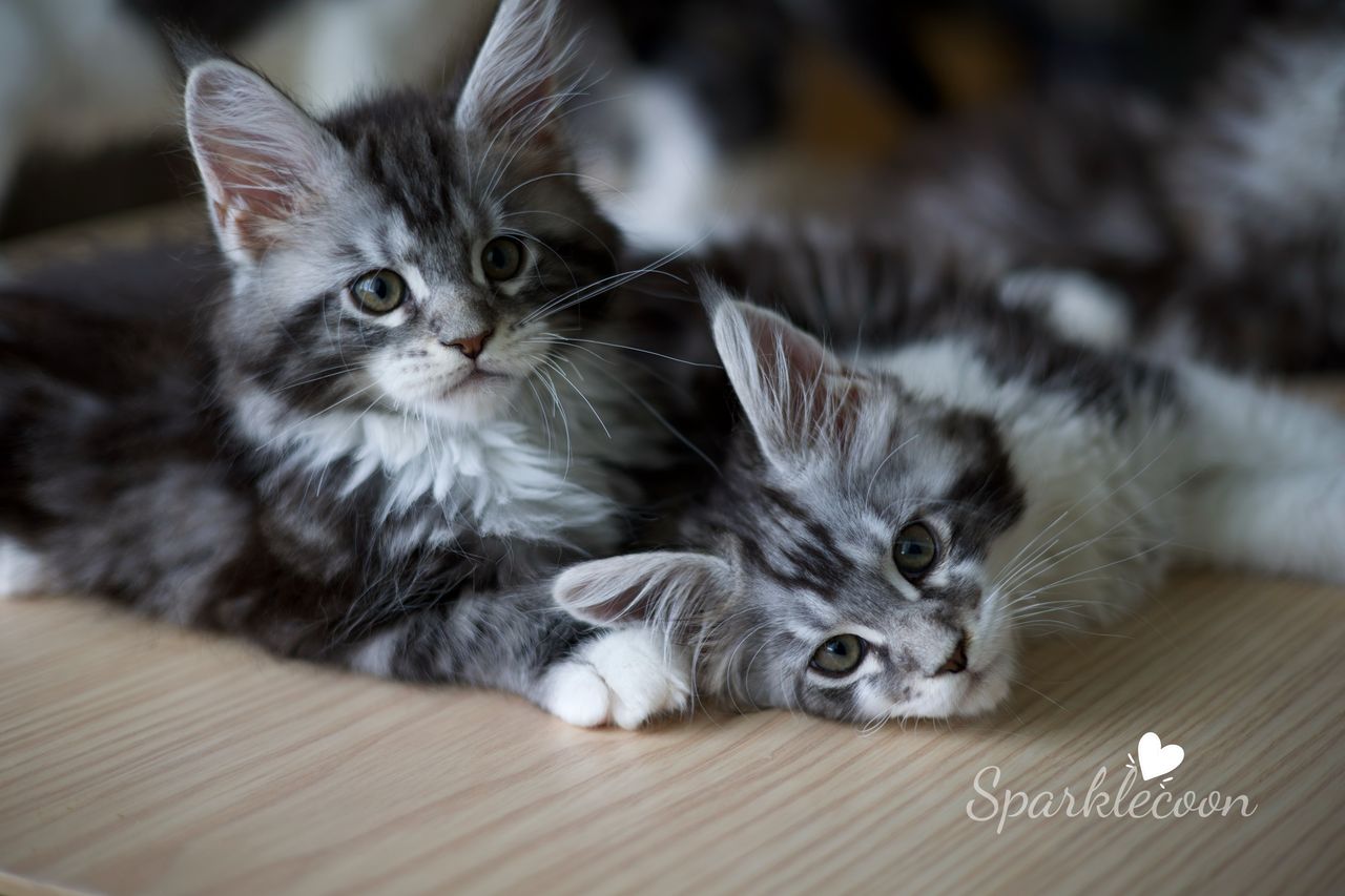 Hua Jiao - Black Silver Classic Tabby with White - litter truffle 2025 07 03 first born 1 — Maine Coon
