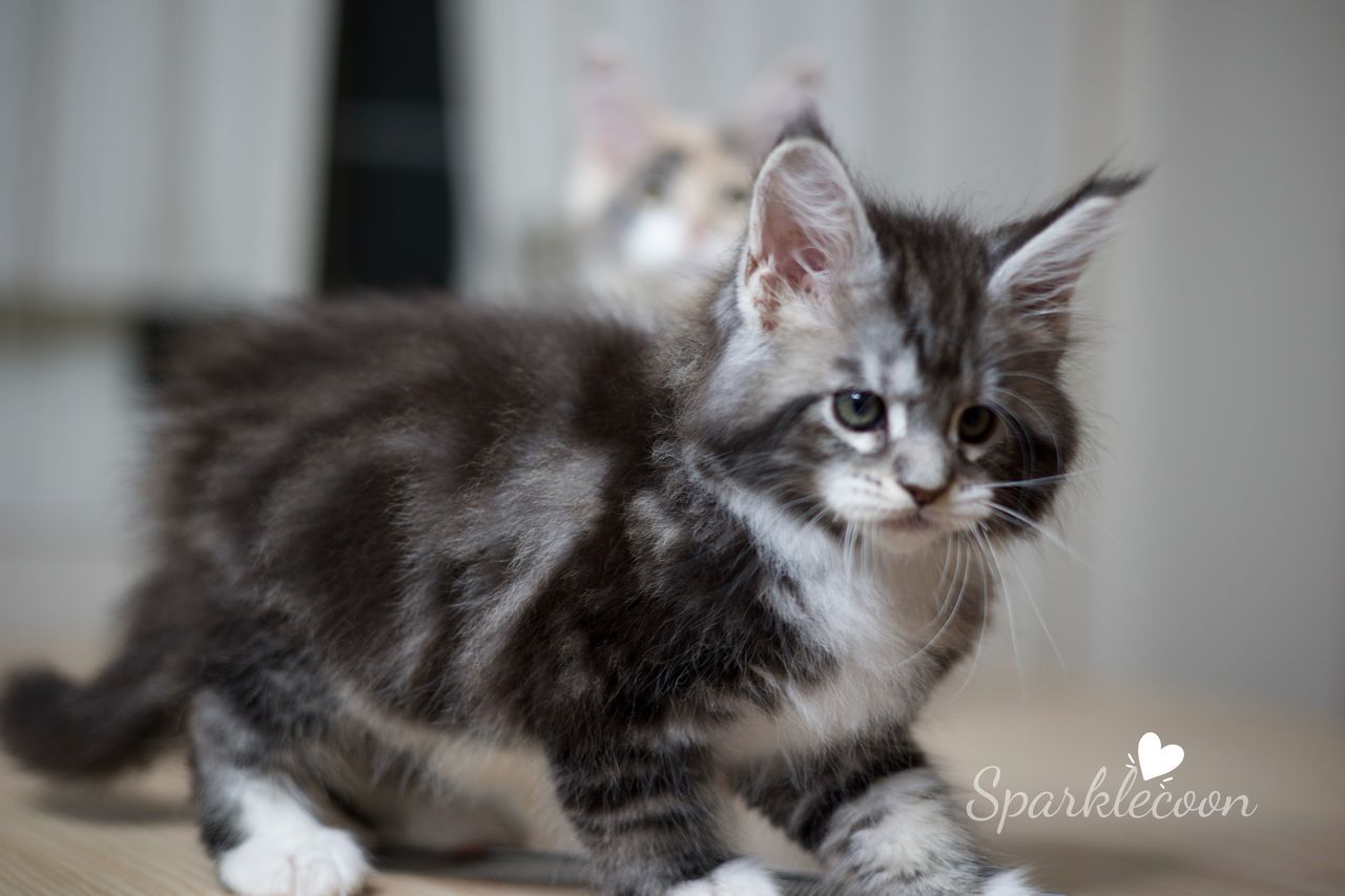 Hua Jiao - Black Silver Classic Tabby with White - litter truffle 2025 07 03 first born 10 — Maine Coon