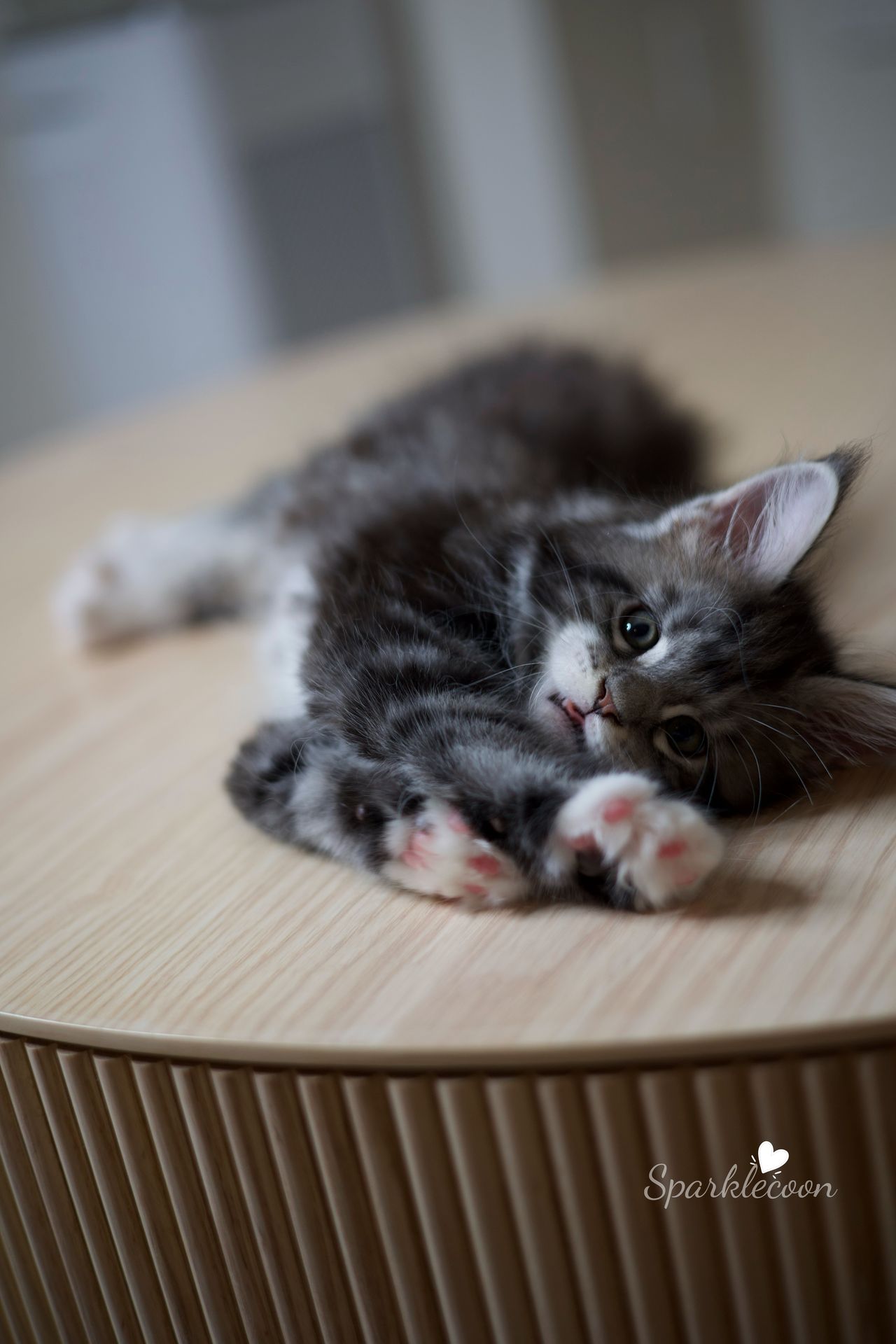 Hua Jiao - Black Silver Classic Tabby with White - litter truffle 2025 07 03 first born 12 — Maine Coon