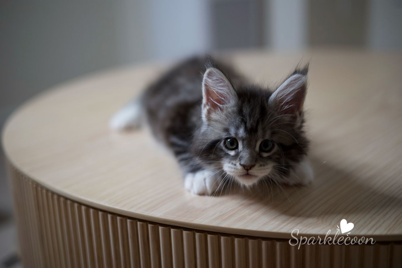 Hua Jiao - Black Silver Classic Tabby with White - litter truffle 2025 07 03 first born 13 — Maine Coon