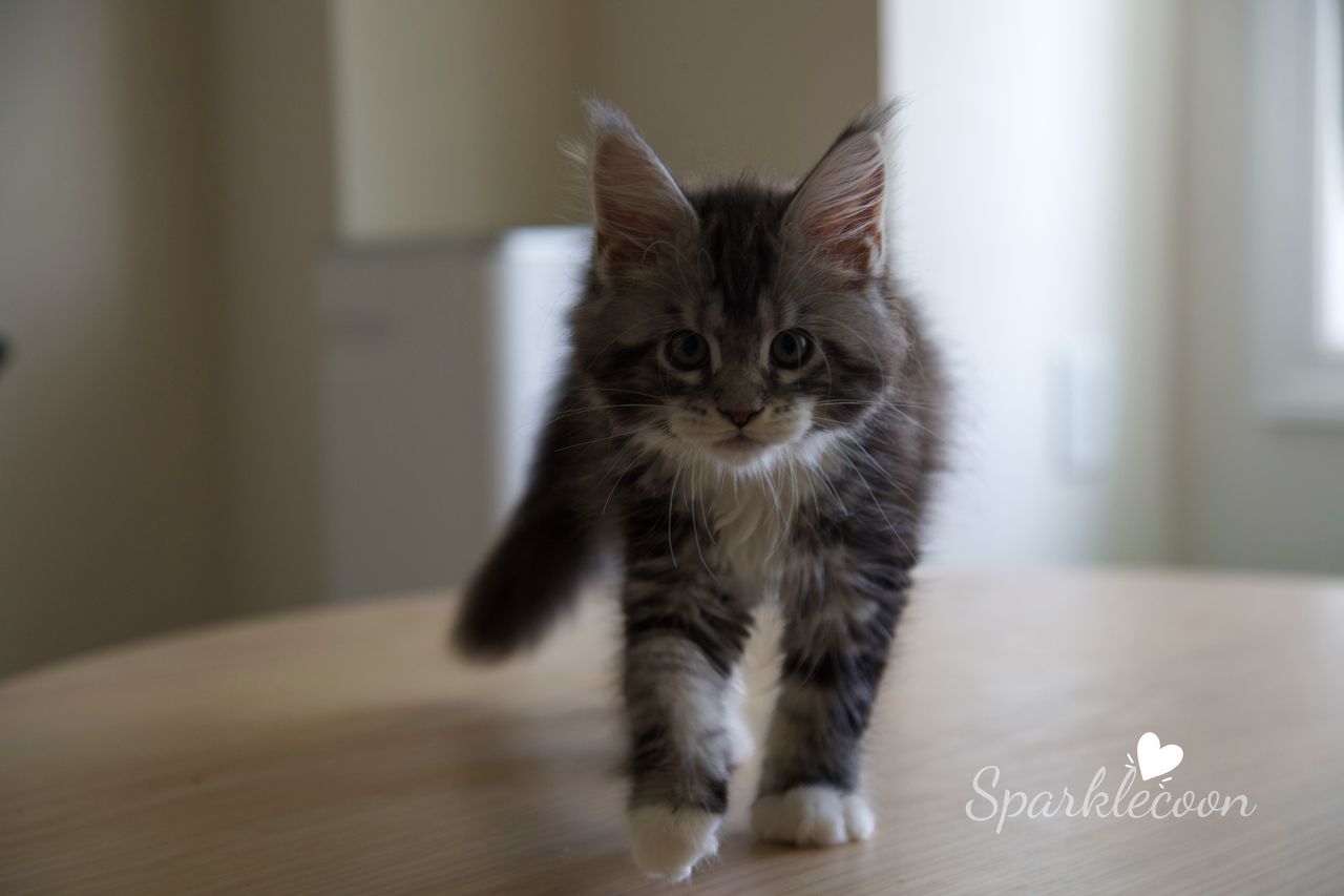 Hua Jiao - Black Silver Classic Tabby with White - litter truffle 2025 07 03 first born 14 — Maine Coon