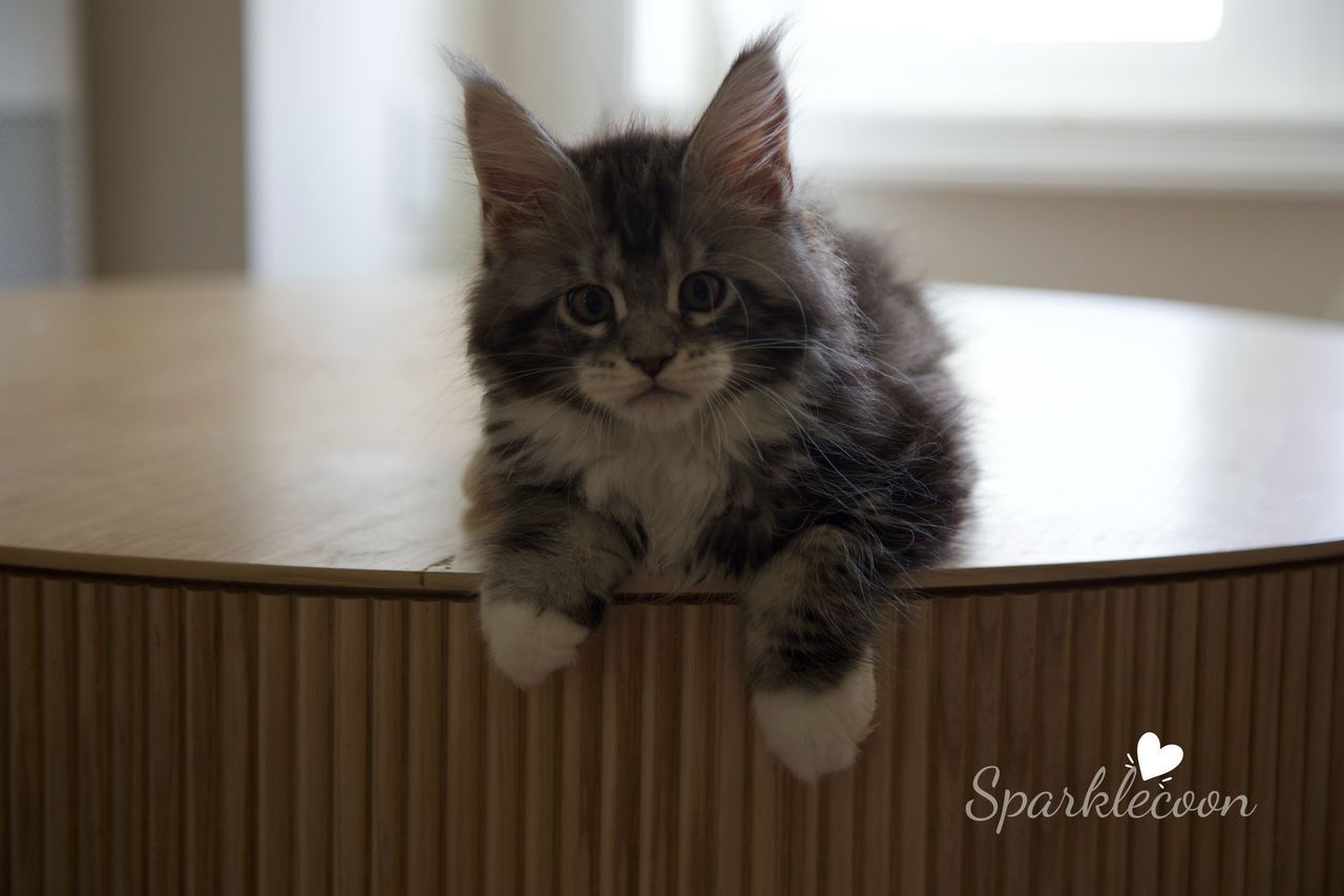 Hua Jiao - Black Silver Classic Tabby with White - litter truffle 2025 07 03 first born 15 — Maine Coon
