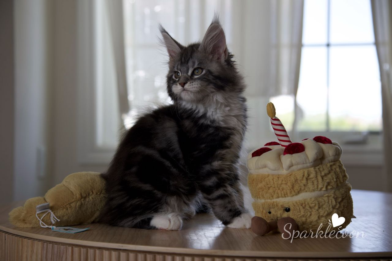 Hua Jiao - Black Silver Classic Tabby with White - litter truffle 2025 07 03 first born 16 — Maine Coon