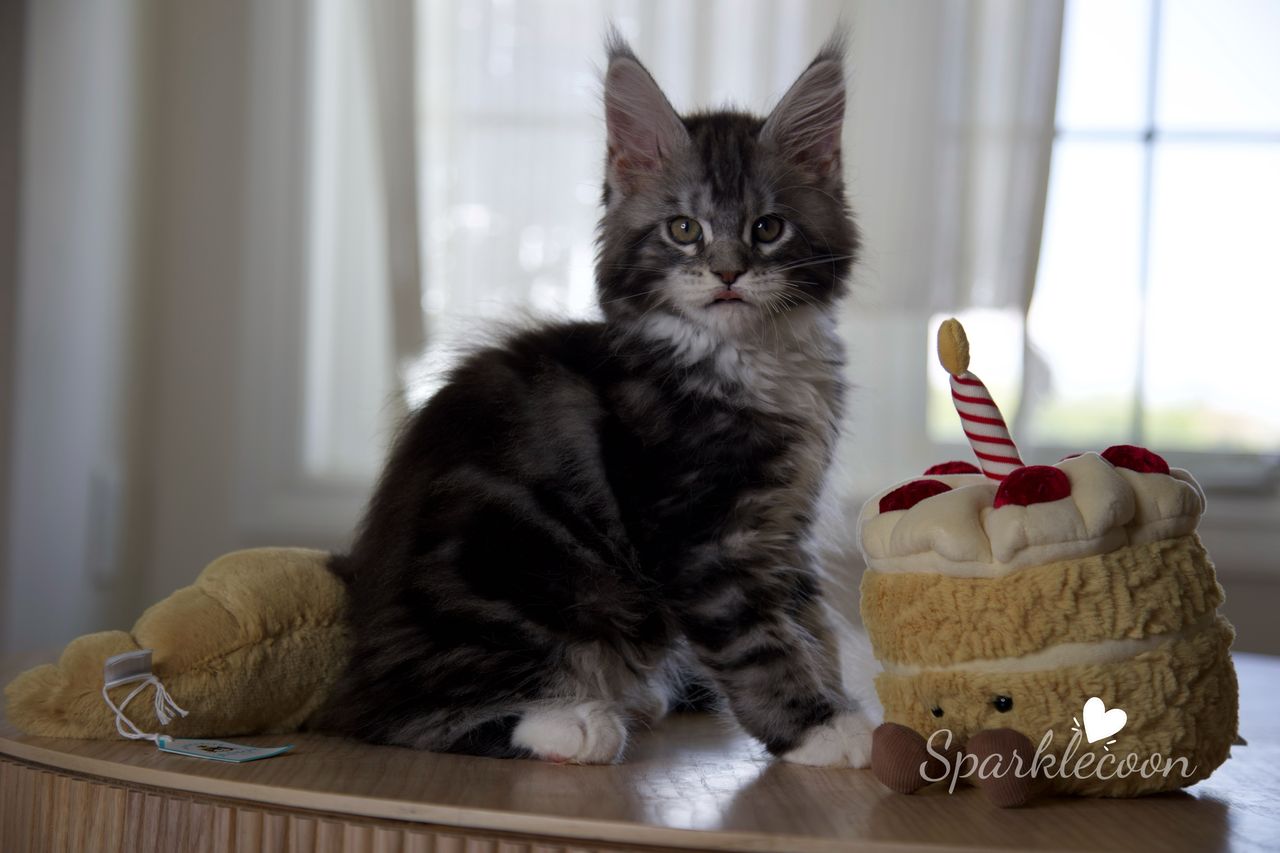 Hua Jiao - Black Silver Classic Tabby with White - litter truffle 2025 07 03 first born 17 — Maine Coon