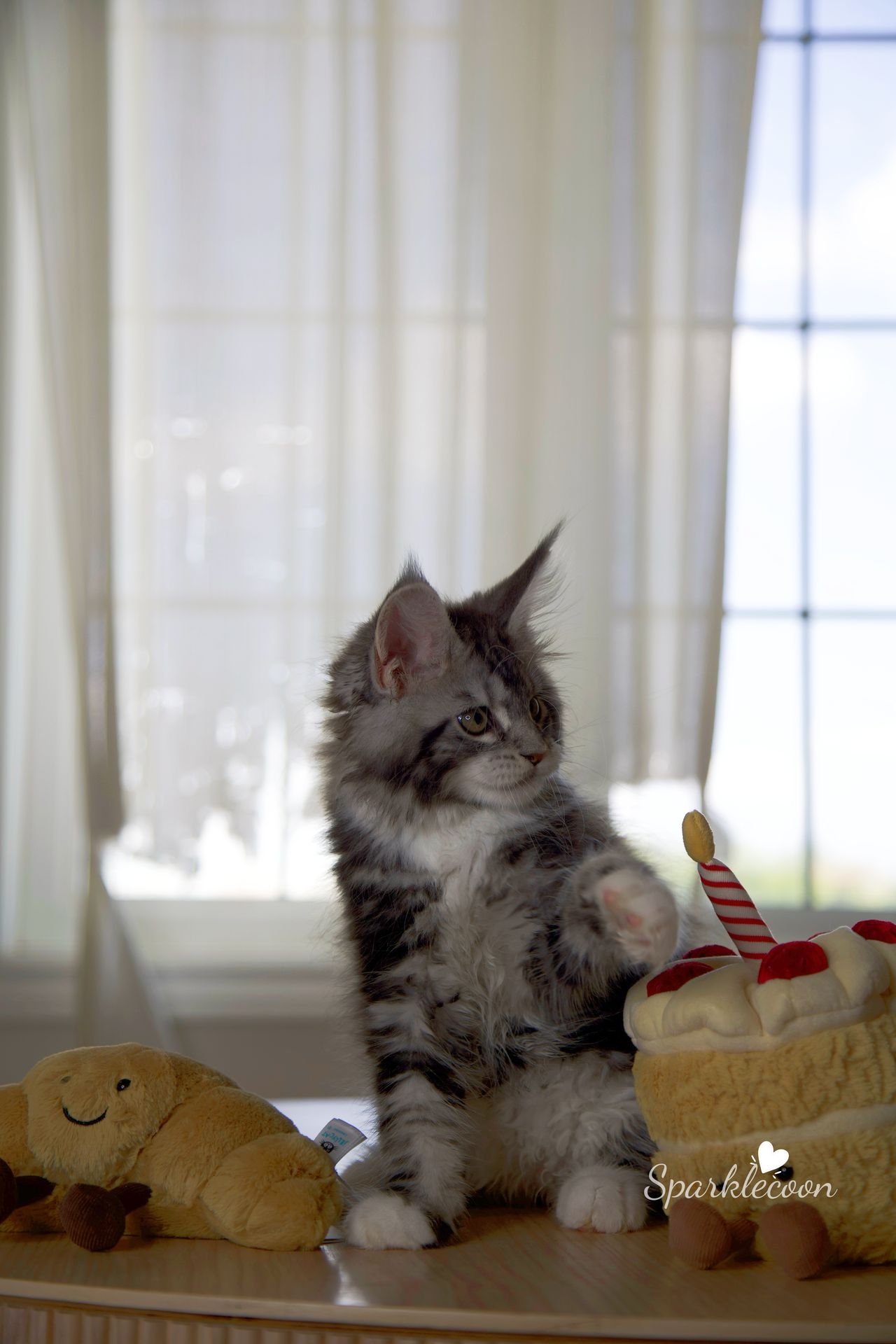 Hua Jiao - Black Silver Classic Tabby with White - litter truffle 2025 07 03 first born 18 — Maine Coon