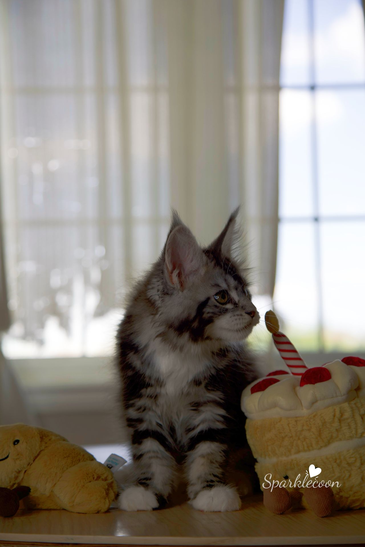 Hua Jiao - Black Silver Classic Tabby with White - litter truffle 2025 07 03 first born 19 — Maine Coon