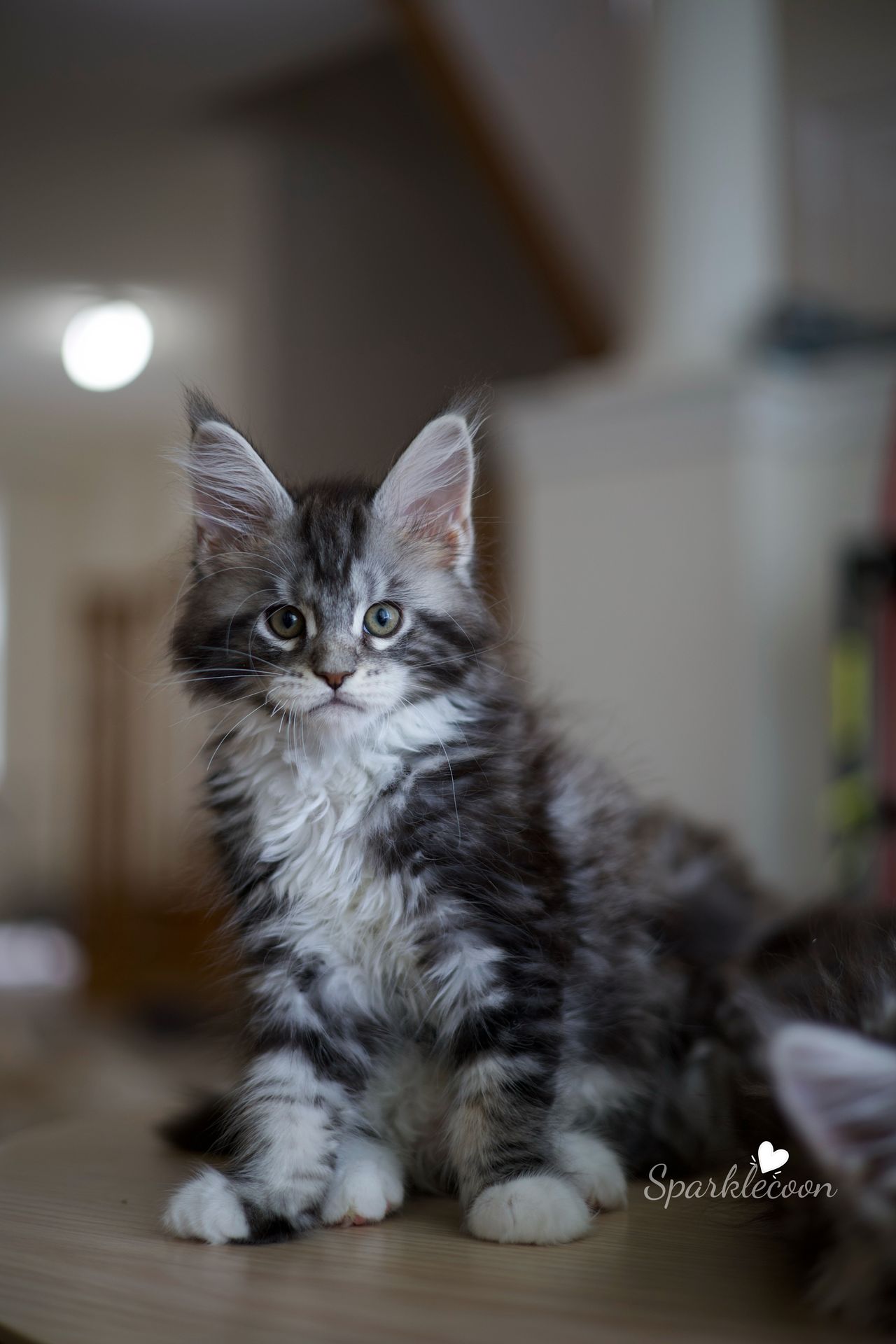 Hua Jiao - Black Silver Classic Tabby with White - litter truffle 2025 07 03 first born 2 — Maine Coon