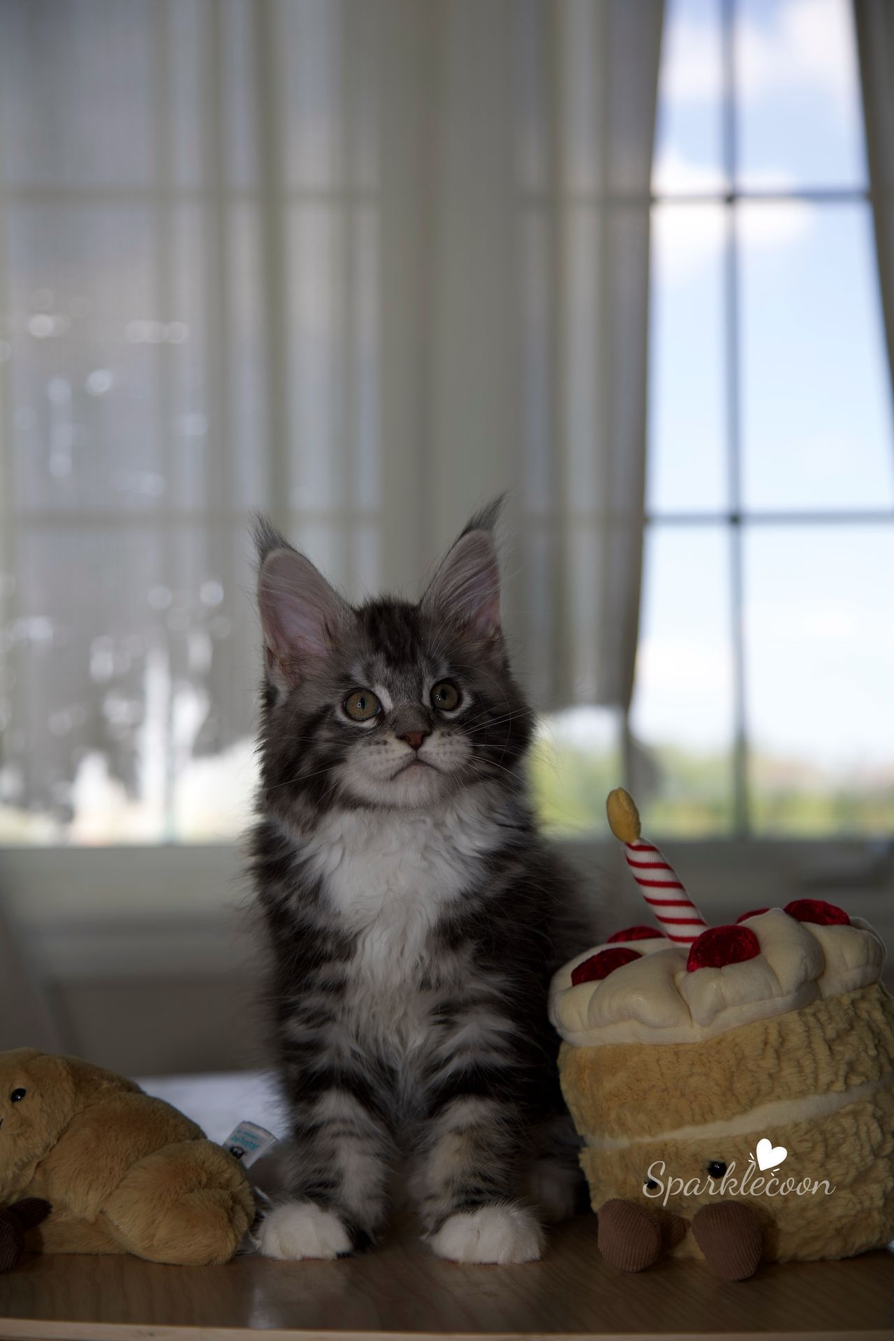 Hua Jiao - Black Silver Classic Tabby with White - litter truffle 2025 07 03 first born 20 — Maine Coon