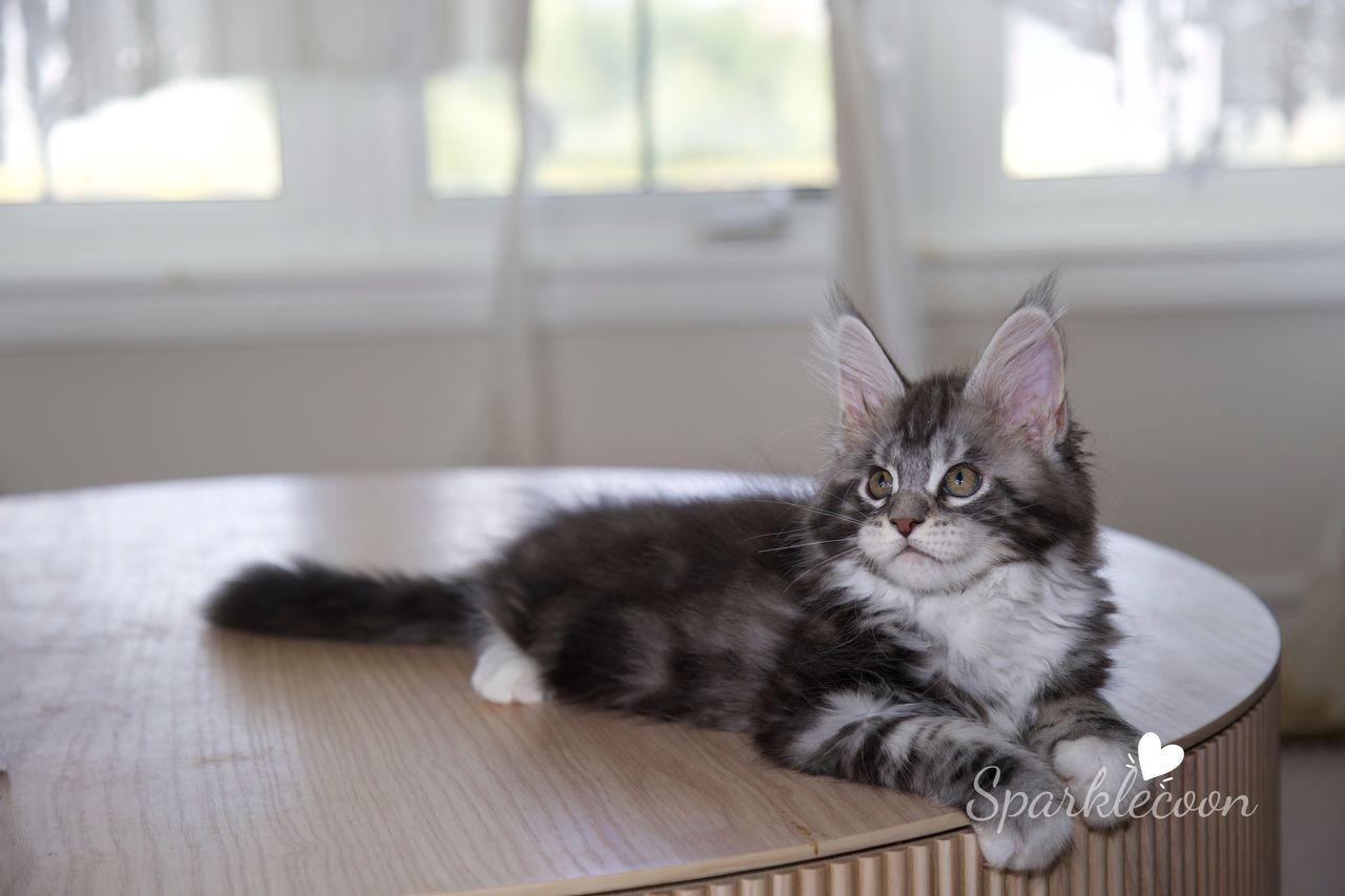 Hua Jiao - Black Silver Classic Tabby with White - litter truffle 2025 07 03 first born 21 — Maine Coon