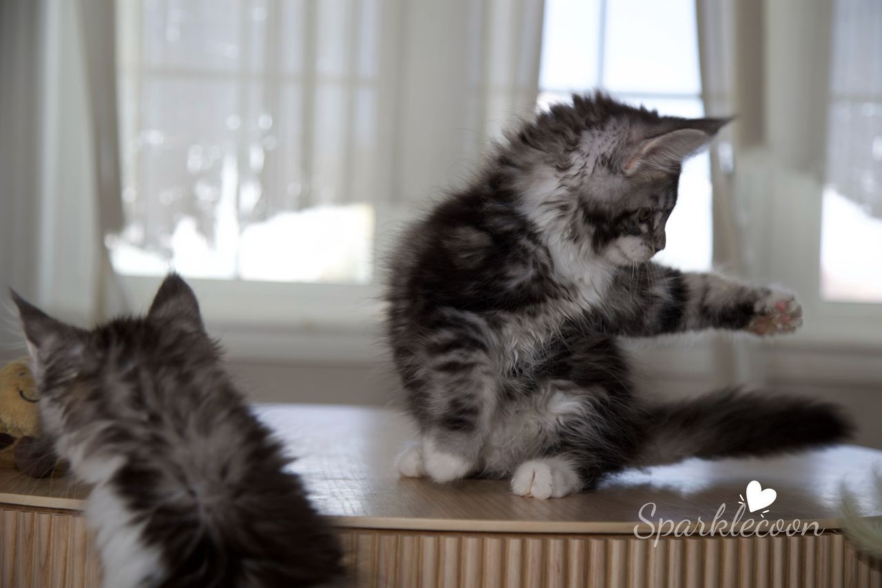 Hua Jiao - Black Silver Classic Tabby with White - litter truffle 2025 07 03 first born 22 — Maine Coon