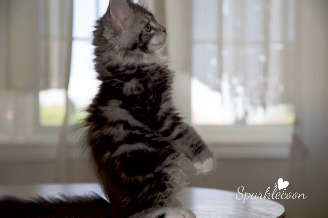 Hua Jiao - Black Silver Classic Tabby with White - litter truffle 2025 07 03 first born 23 — Maine Coon