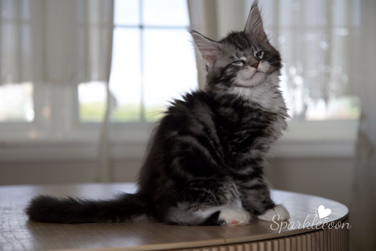 Hua Jiao - Black Silver Classic Tabby with White - litter truffle 2025 07 03 first born 24 — Maine Coon