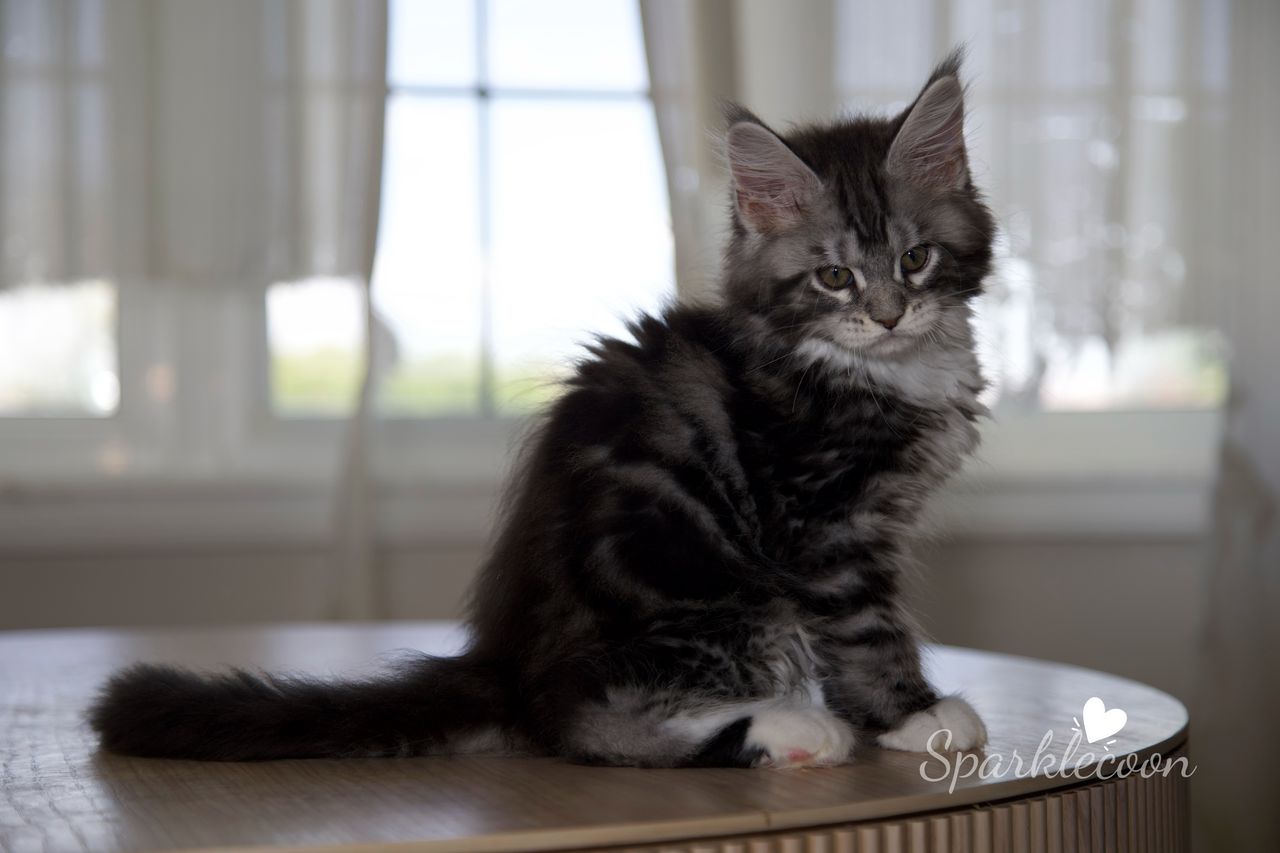 Hua Jiao - Black Silver Classic Tabby with White - litter truffle 2025 07 03 first born 25 — Maine Coon