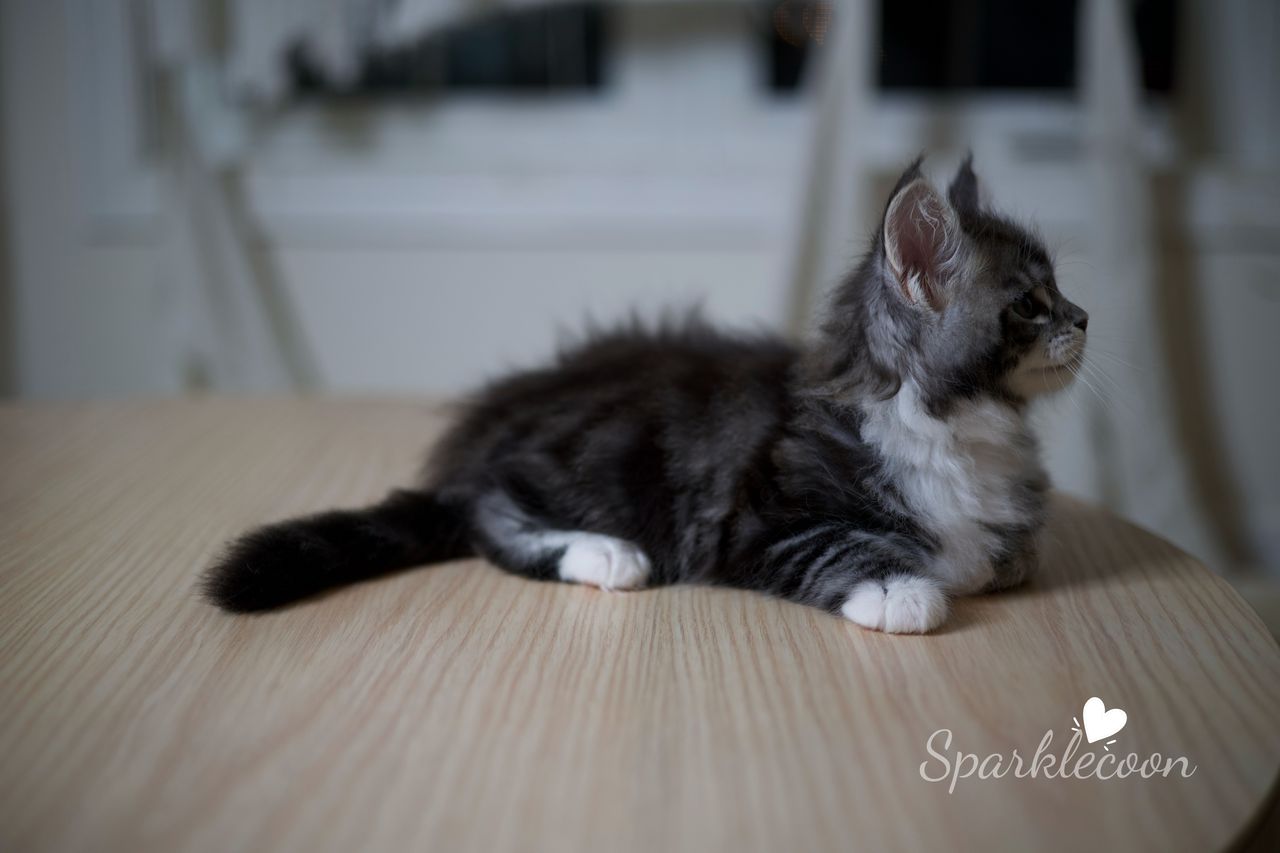 Hua Jiao - Black Silver Classic Tabby with White - litter truffle 2025 07 03 first born 3 — Maine Coon