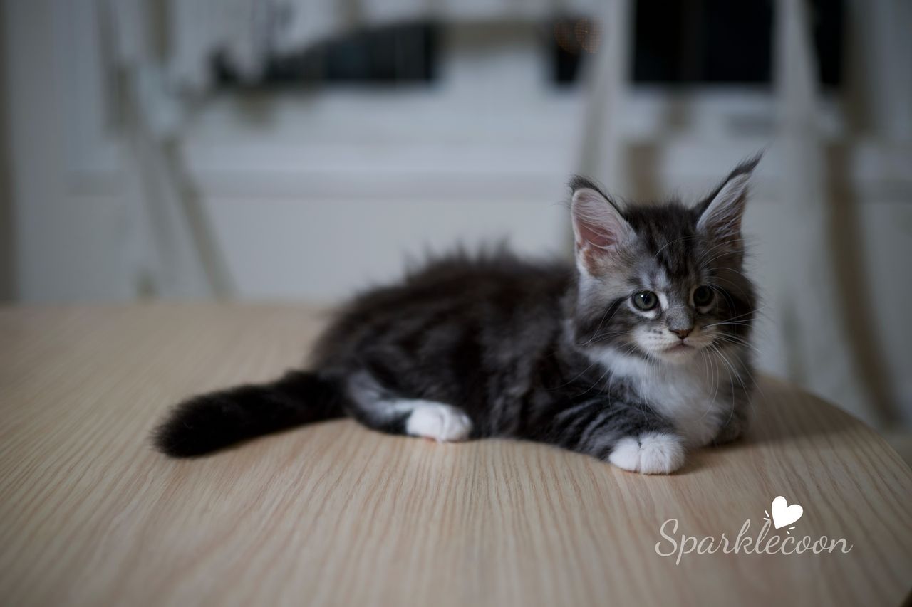 Hua Jiao - Black Silver Classic Tabby with White - litter truffle 2025 07 03 first born 4 — Maine Coon