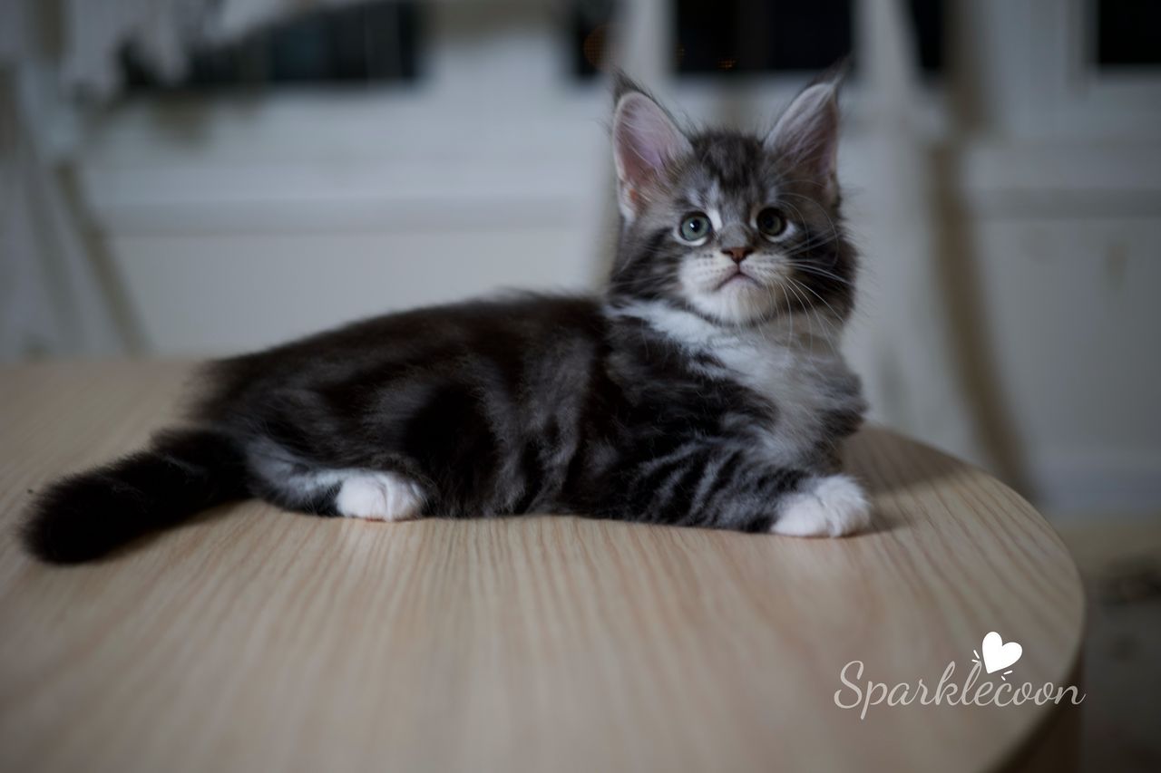 Hua Jiao - Black Silver Classic Tabby with White - litter truffle 2025 07 03 first born 5 — Maine Coon