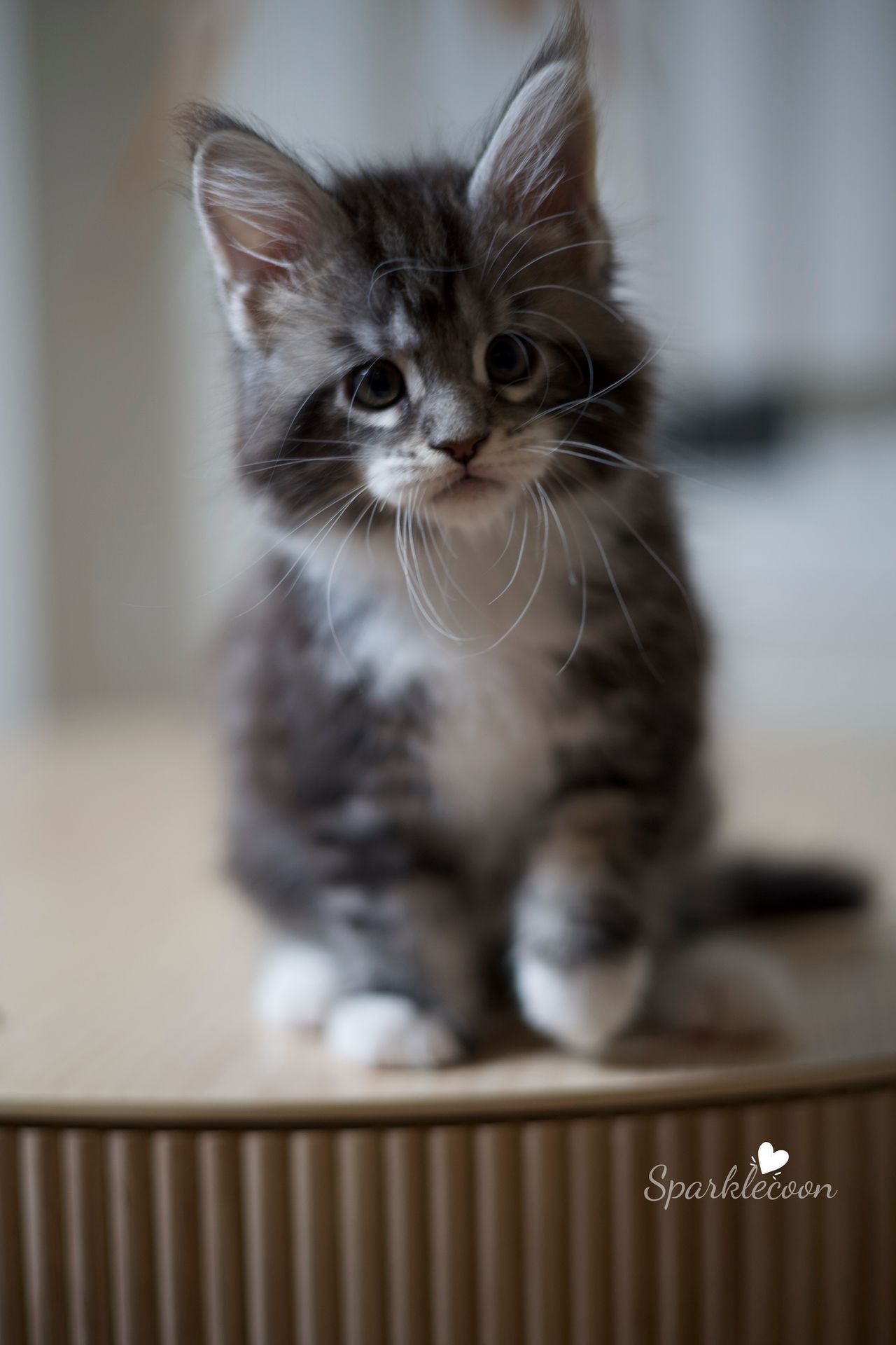 Hua Jiao - Black Silver Classic Tabby with White - litter truffle 2025 07 03 first born 6 — Maine Coon