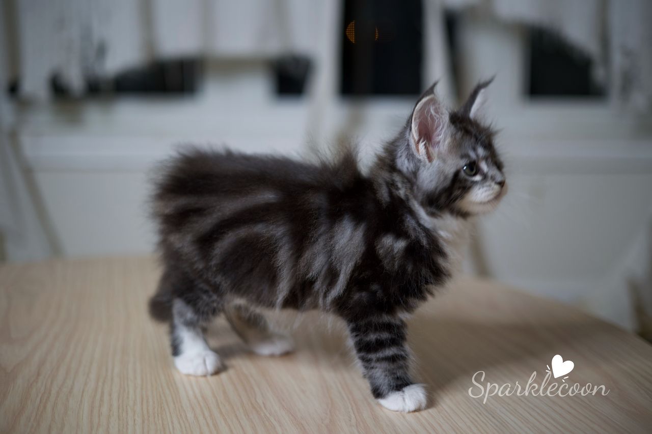 Hua Jiao - Black Silver Classic Tabby with White - litter truffle 2025 07 03 first born 7 — Maine Coon