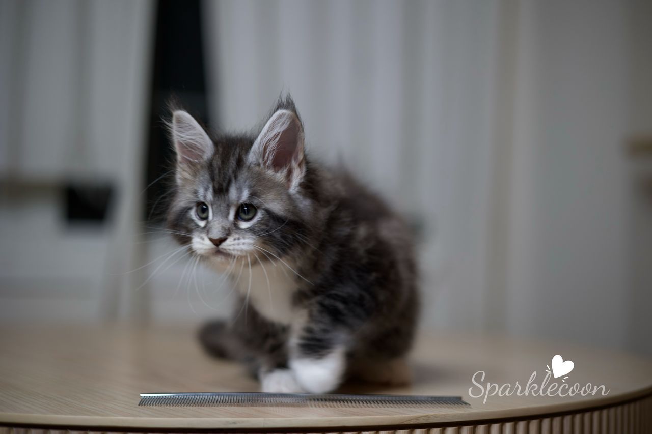 Hua Jiao - Black Silver Classic Tabby with White - litter truffle 2025 07 03 first born 8 — Maine Coon