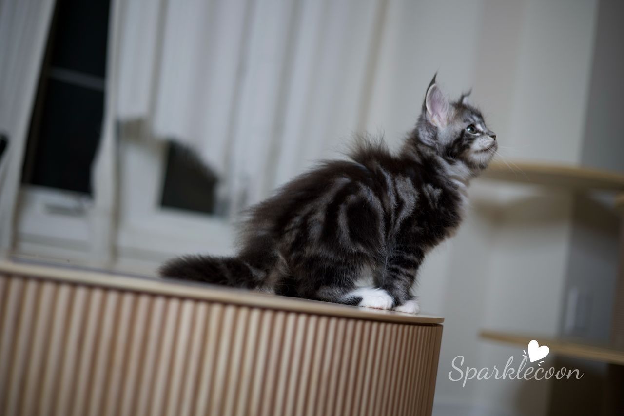 Hua Jiao - Black Silver Classic Tabby with White - litter truffle 2025 07 03 first born 9 — Maine Coon