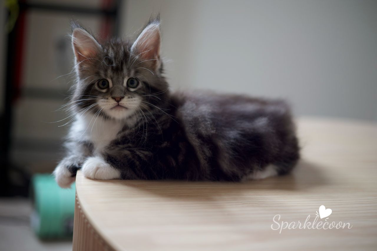 Hua Jiao - Black Silver Classic Tabby with White - litter truffle 2025 07 03 first born cover image — Maine Coon