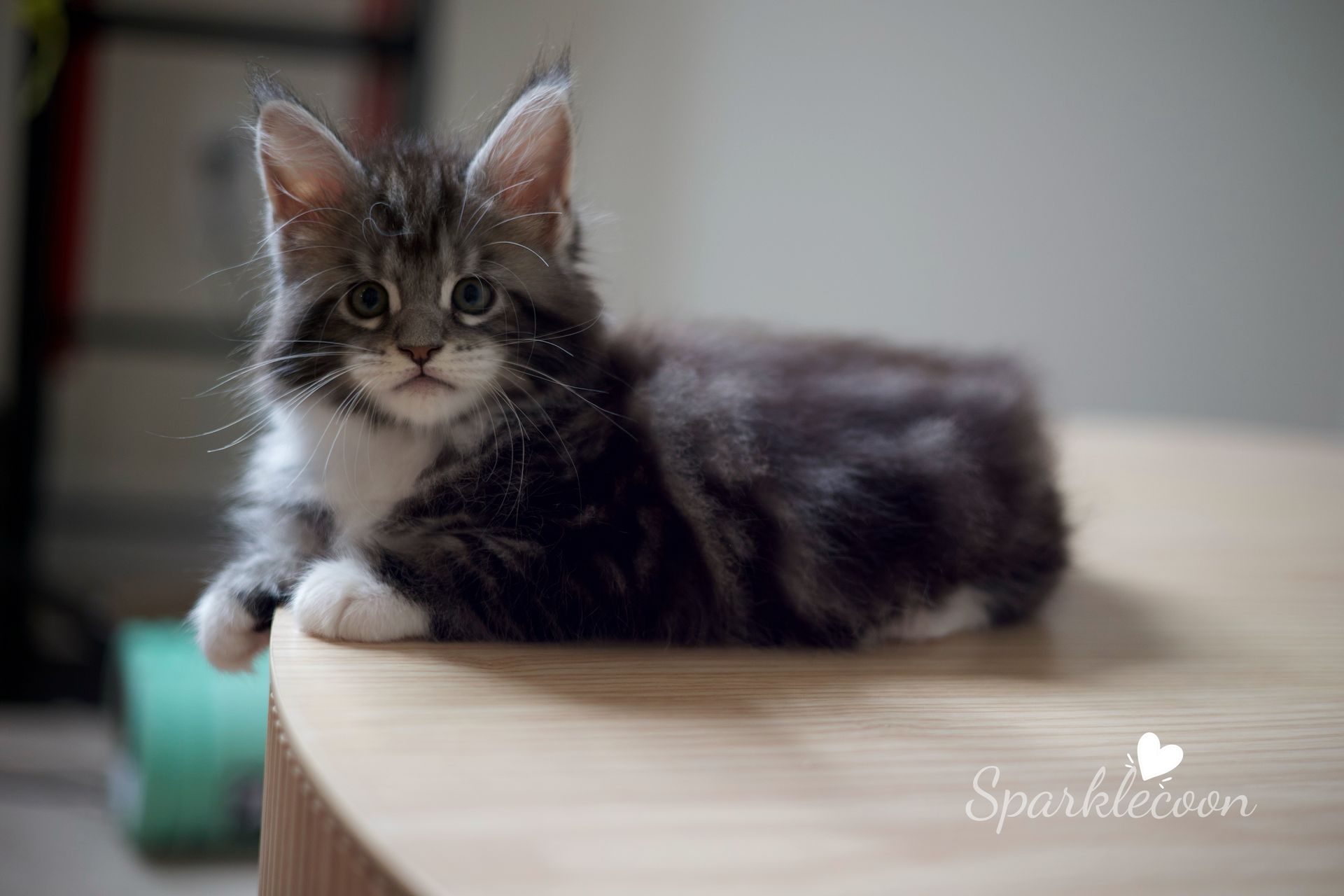 Hua Jiao - Maine Coon Kitten