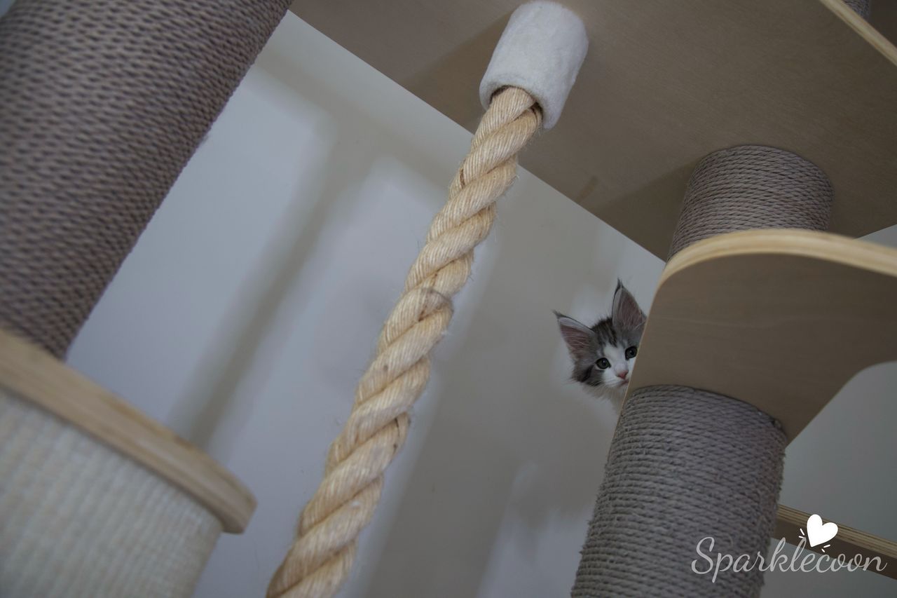 Princess Anya - Black Silver Classic Tabby with White - litter truffle 2025 07 03 forth born 1 — Maine Coon