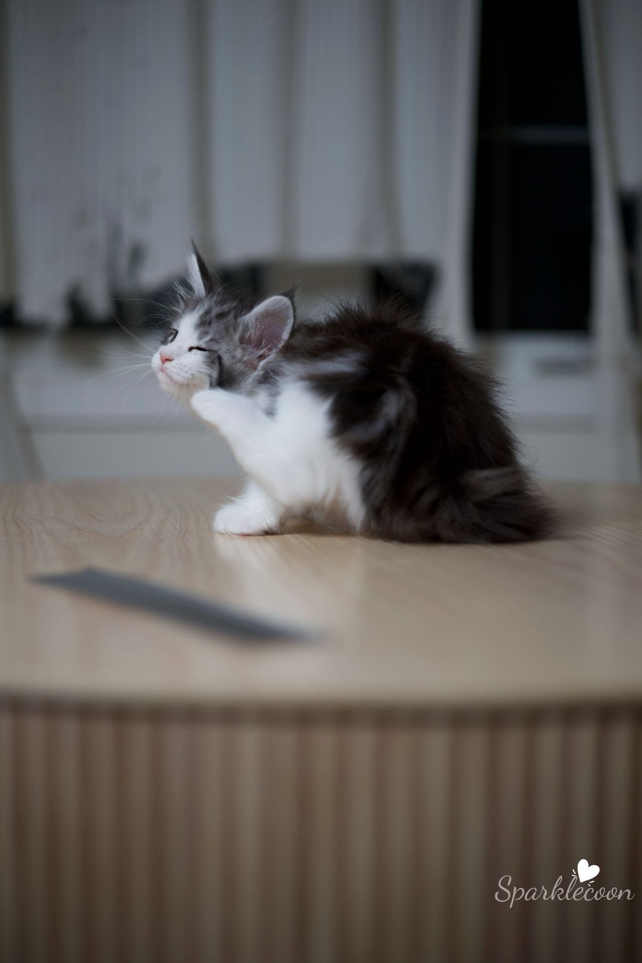Princess Anya - Black Silver Classic Tabby with White - litter truffle 2025 07 03 forth born 10 — Maine Coon
