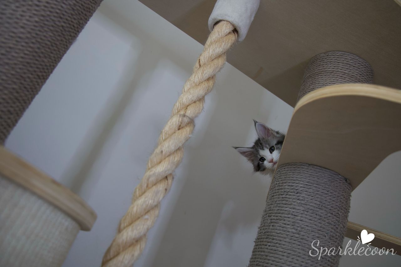 Princess Anya - Black Silver Classic Tabby with White - litter truffle 2025 07 03 forth born 2 — Maine Coon