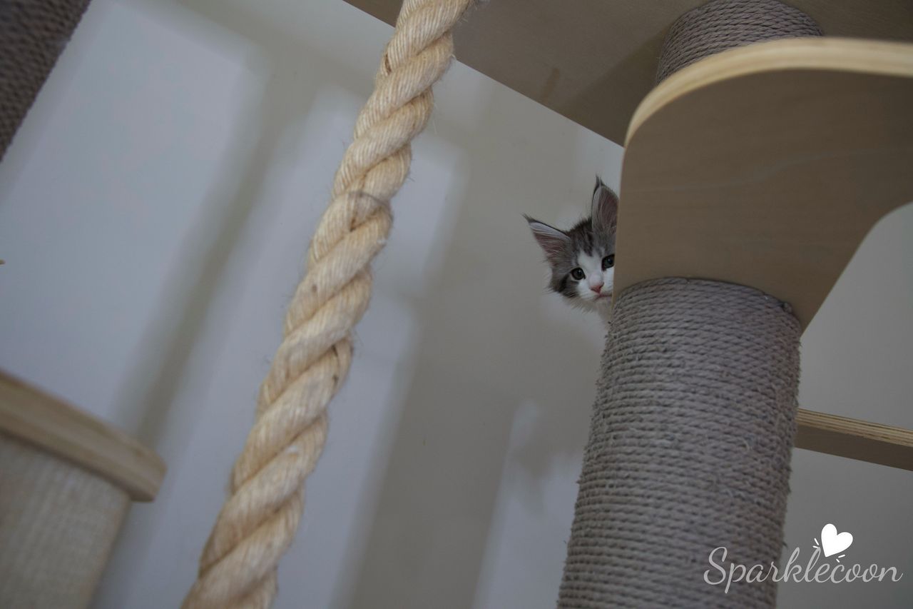 Princess Anya - Black Silver Classic Tabby with White - litter truffle 2025 07 03 forth born 3 — Maine Coon