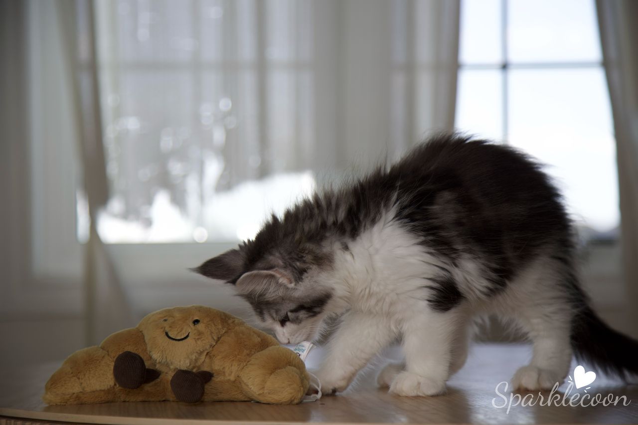 Princess Anya - Black Silver Classic Tabby with White - litter truffle 2025 07 03 forth born 4 — Maine Coon