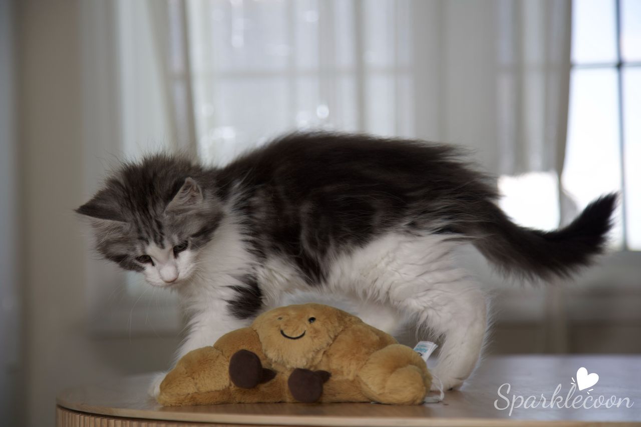 Princess Anya - Black Silver Classic Tabby with White - litter truffle 2025 07 03 forth born 5 — Maine Coon