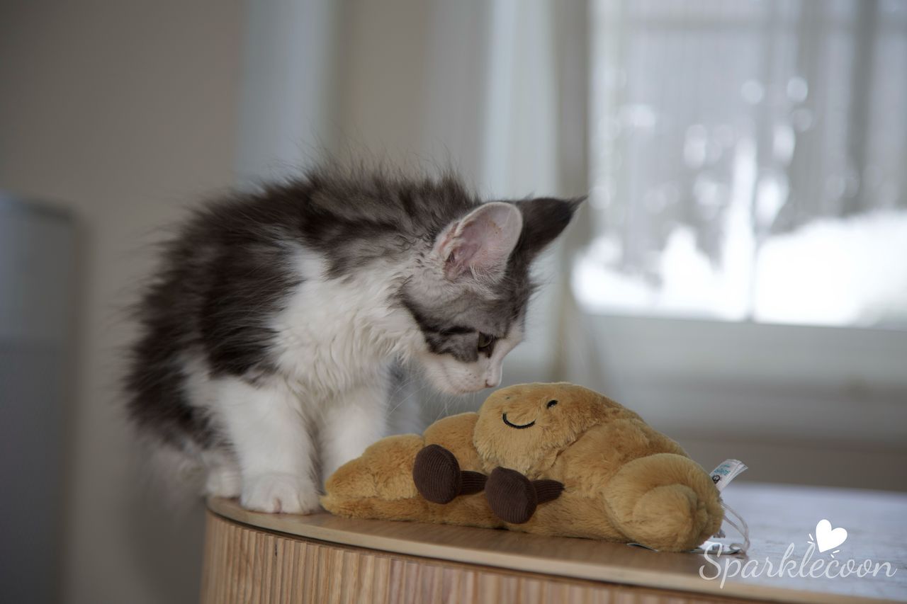 Princess Anya - Black Silver Classic Tabby with White - litter truffle 2025 07 03 forth born 6 — Maine Coon