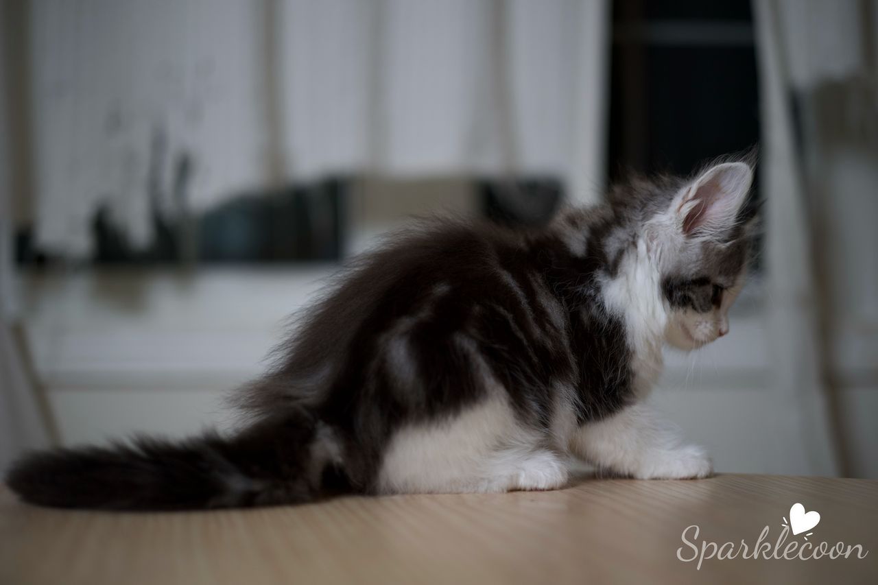 Princess Anya - Black Silver Classic Tabby with White - litter truffle 2025 07 03 forth born 8 — Maine Coon