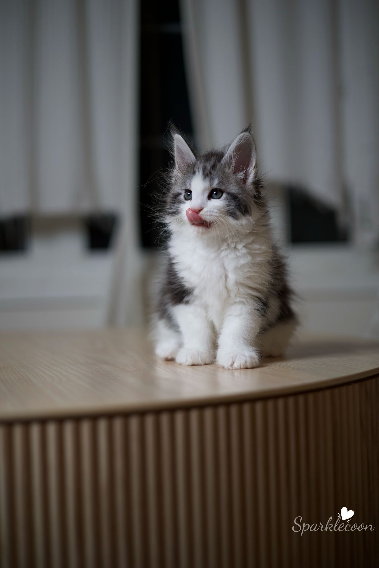 Princess Anya - Black Silver Classic Tabby with White - litter truffle 2025 07 03 forth born 9 — Maine Coon