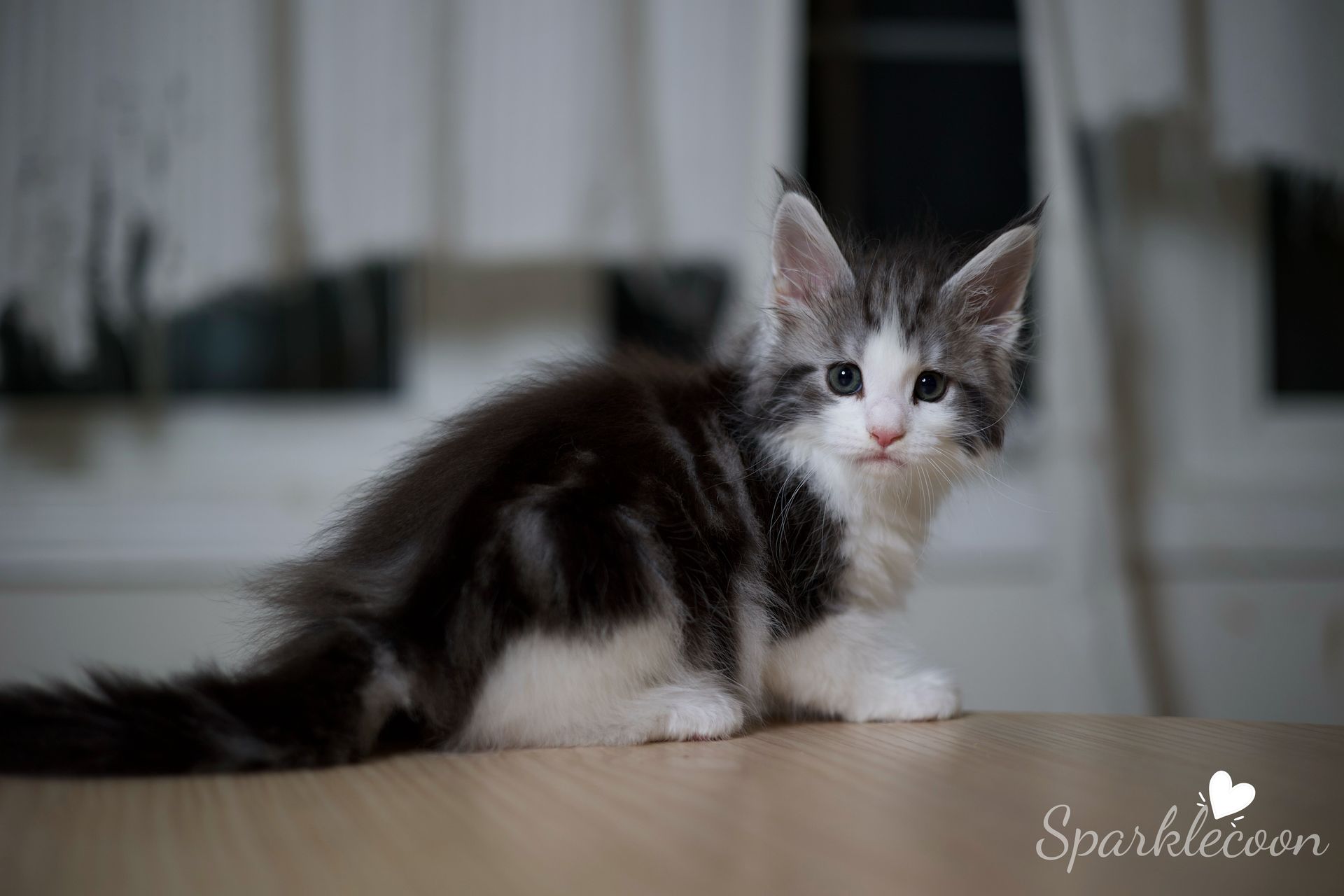 Princess Anya - Maine Coon Kitten