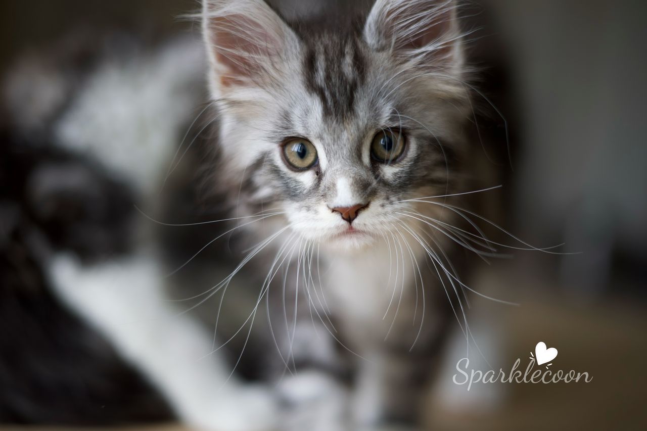 Lumi - Black Silver Classic Tabby with White - litter truffle 2025 07 03 second born 1 — Maine Coon