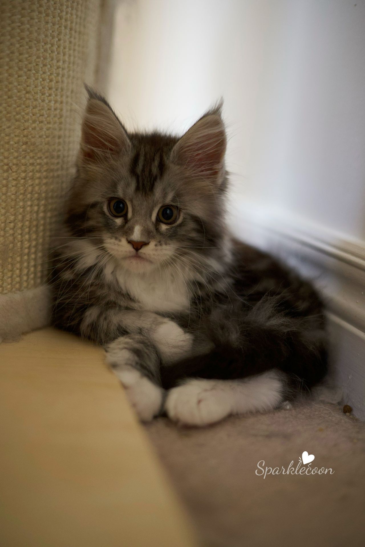 Lumi - Black Silver Classic Tabby with White - litter truffle 2025 07 03 second born 11 — Maine Coon