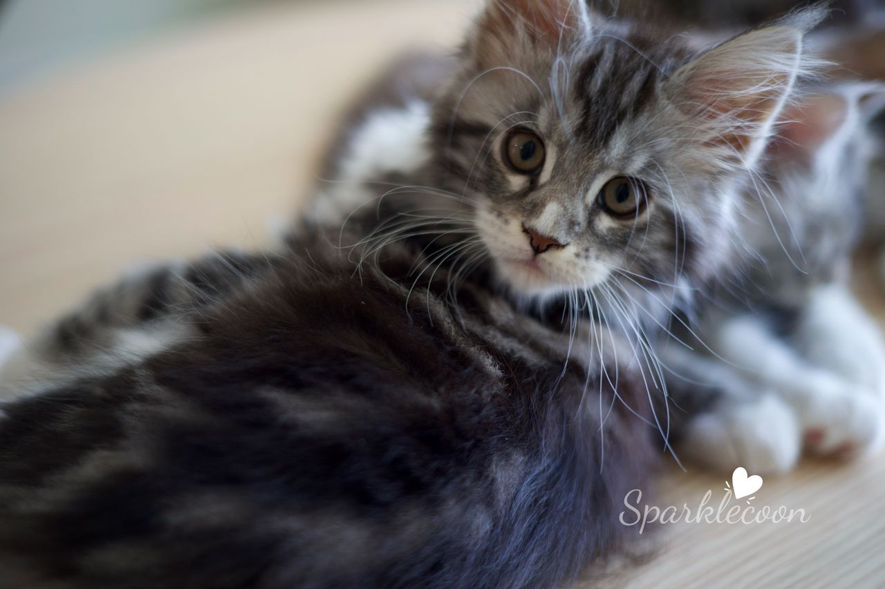 Lumi - Black Silver Classic Tabby with White - litter truffle 2025 07 03 second born 12 — Maine Coon