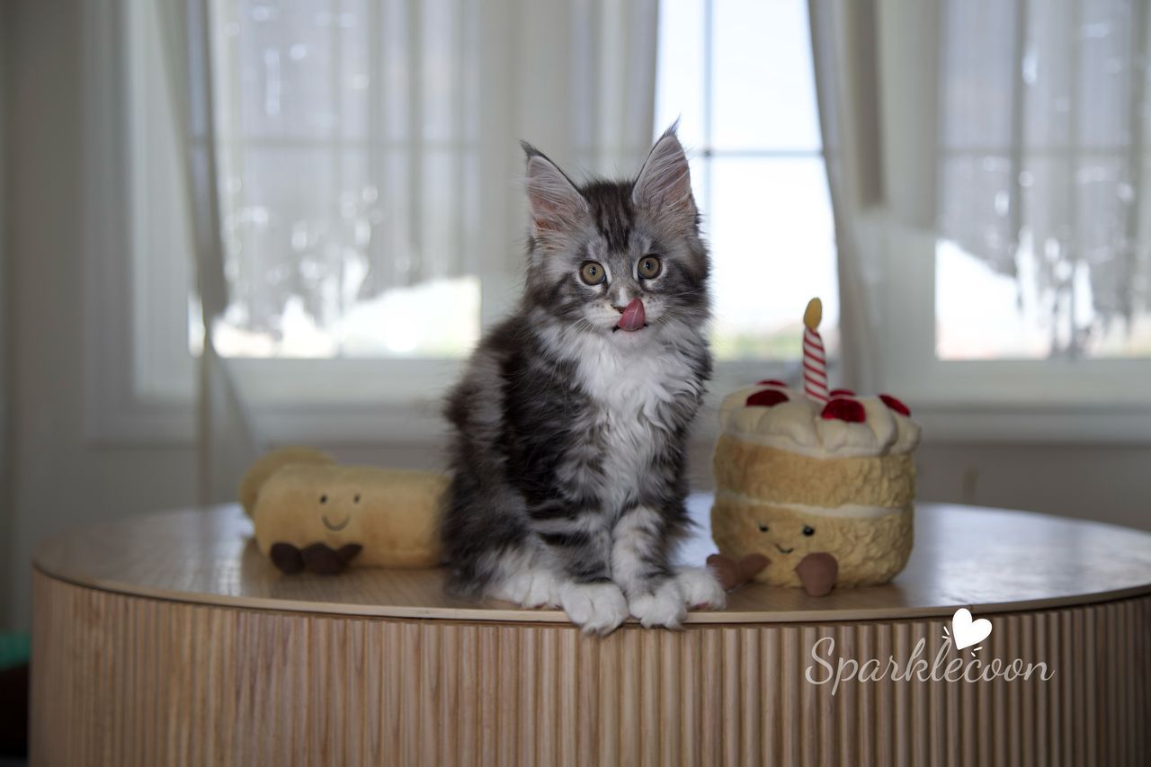 Lumi - Black Silver Classic Tabby with White - litter truffle 2025 07 03 second born 13 — Maine Coon