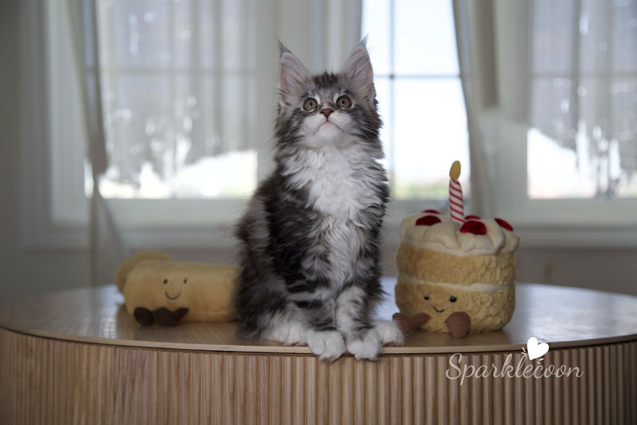 Lumi - Black Silver Classic Tabby with White - litter truffle 2025 07 03 second born 14 — Maine Coon
