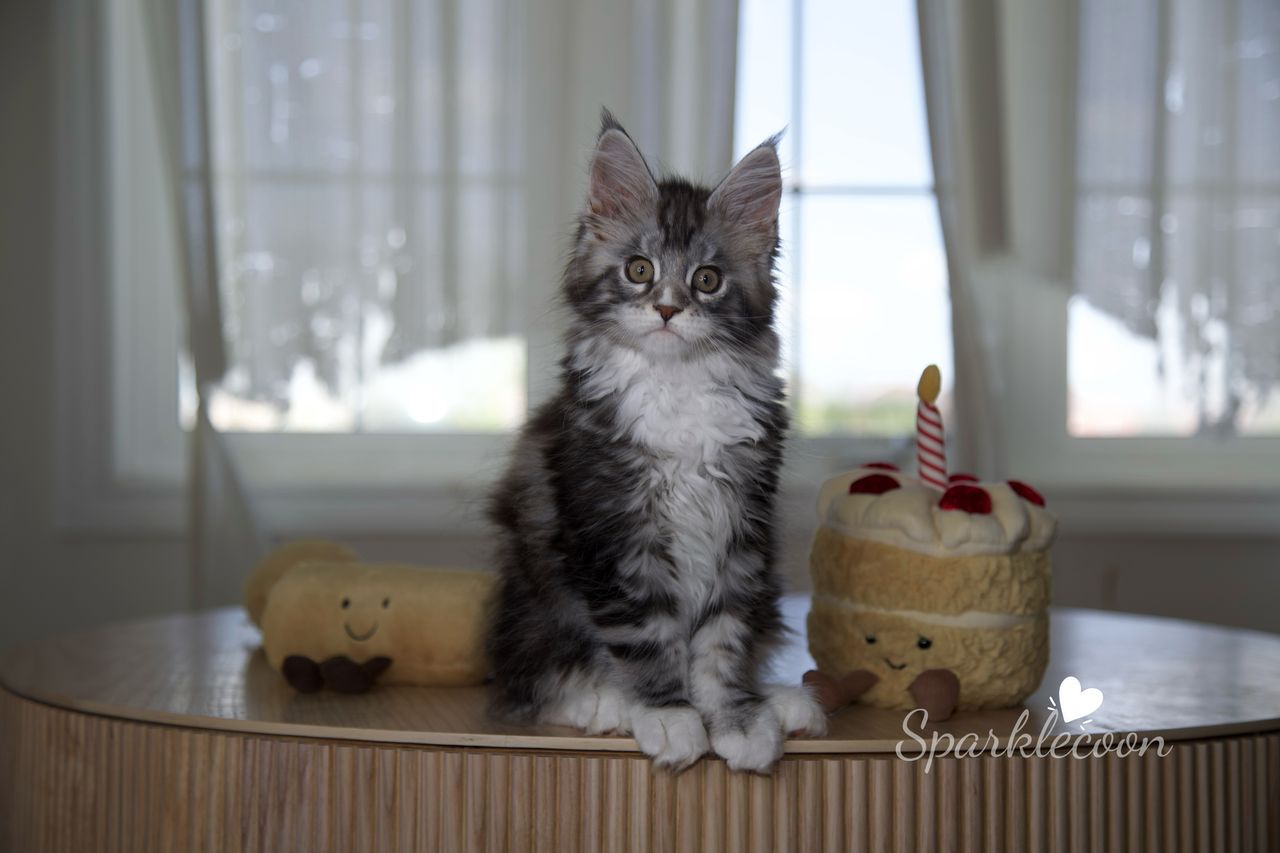 Lumi - Black Silver Classic Tabby with White - litter truffle 2025 07 03 second born 15 — Maine Coon