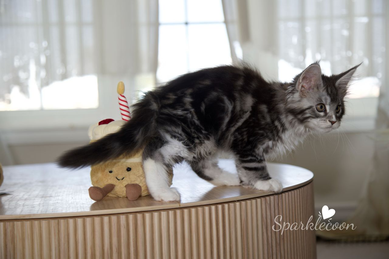 Lumi - Black Silver Classic Tabby with White - litter truffle 2025 07 03 second born 16 — Maine Coon