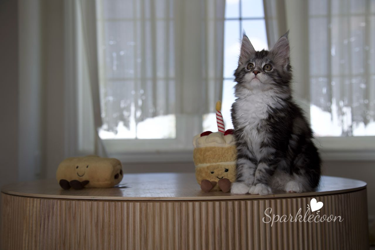 Lumi - Black Silver Classic Tabby with White - litter truffle 2025 07 03 second born 17 — Maine Coon