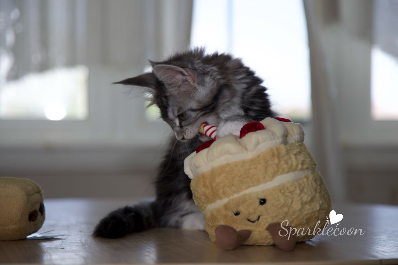 Lumi - Black Silver Classic Tabby with White - litter truffle 2025 07 03 second born 19 — Maine Coon