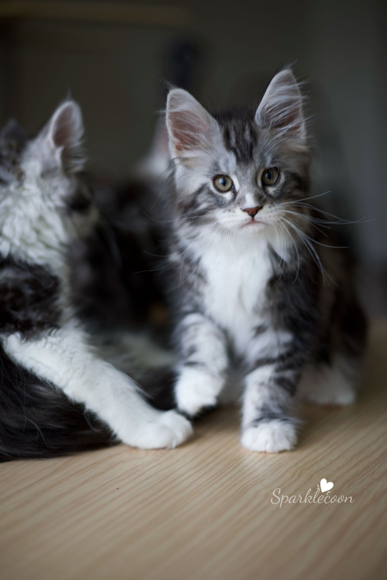 Lumi - Black Silver Classic Tabby with White - litter truffle 2025 07 03 second born 2 — Maine Coon