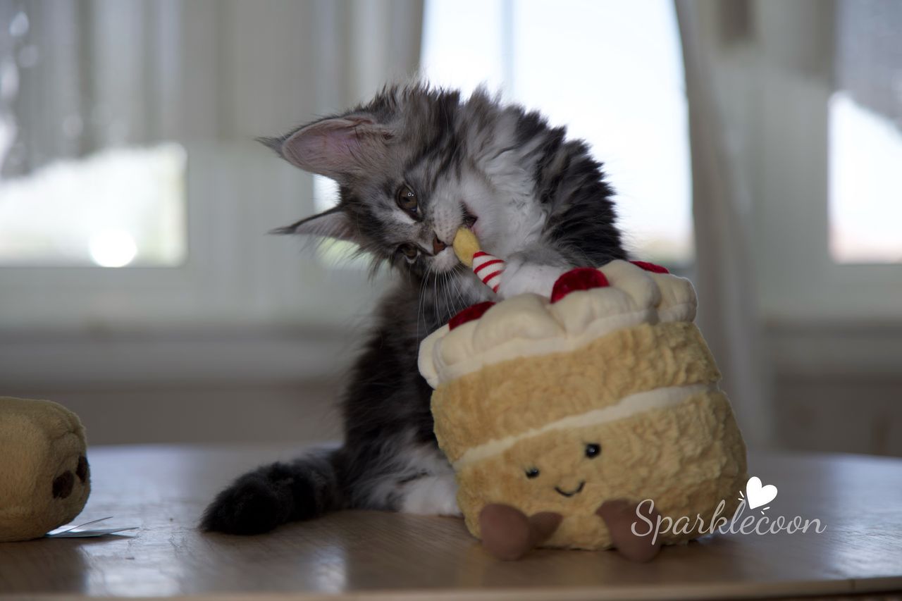 Lumi - Black Silver Classic Tabby with White - litter truffle 2025 07 03 second born 20 — Maine Coon