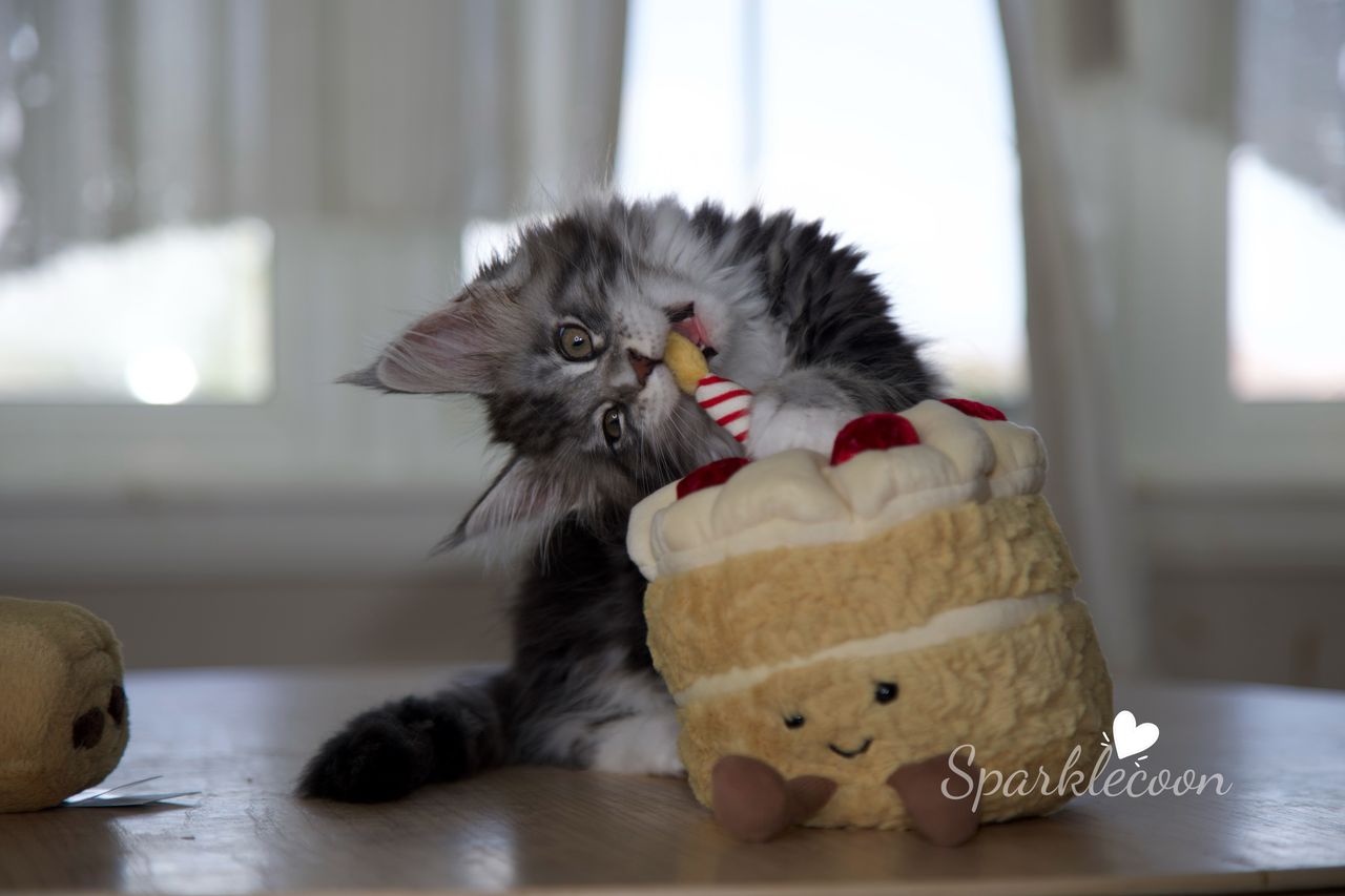 Lumi - Black Silver Classic Tabby with White - litter truffle 2025 07 03 second born 21 — Maine Coon